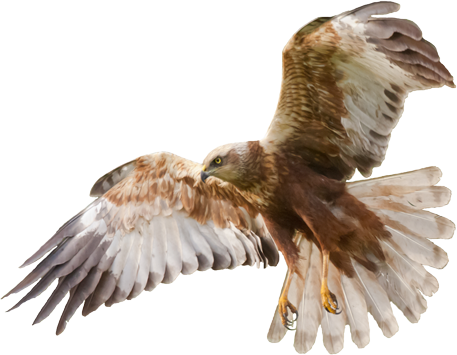 Bussard - Leben im Moor - Block-Klimaprojekt