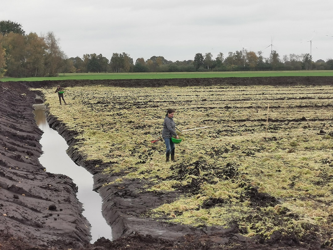 Beimpfen in Hand und Maschinenarbeit