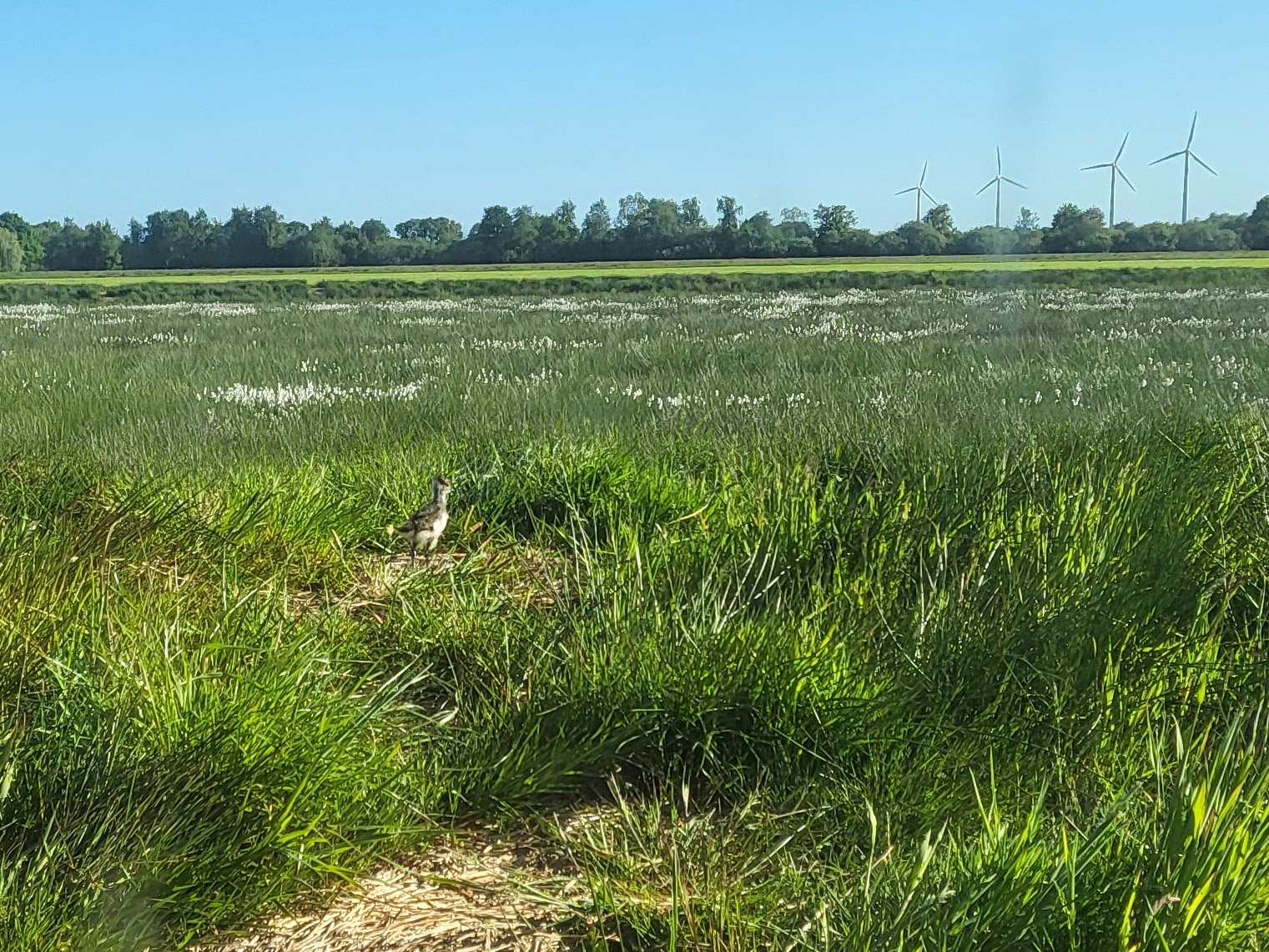 Austernfischer-Kueken-Moortagebuch-Block-Klimaprojekt