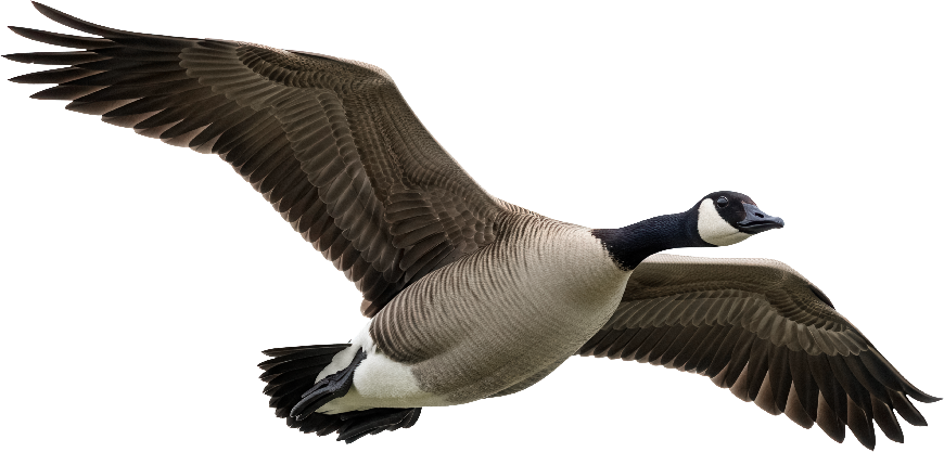 Kanadagans - Moortagebuch - Block-Klimaprojekt