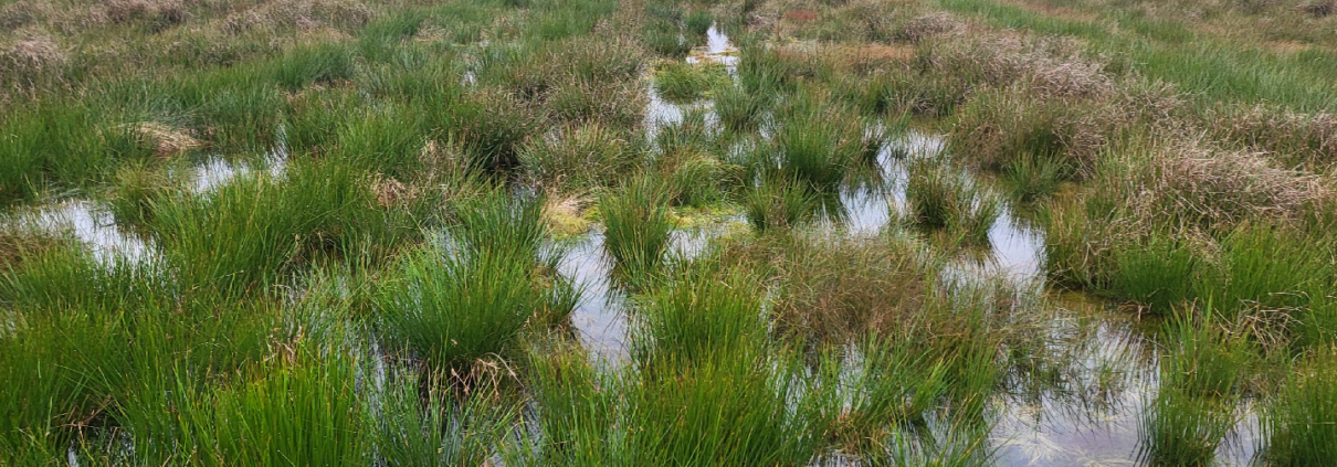 Nasser-Herbst-Moortagebuch-Block-Klimaprojekt