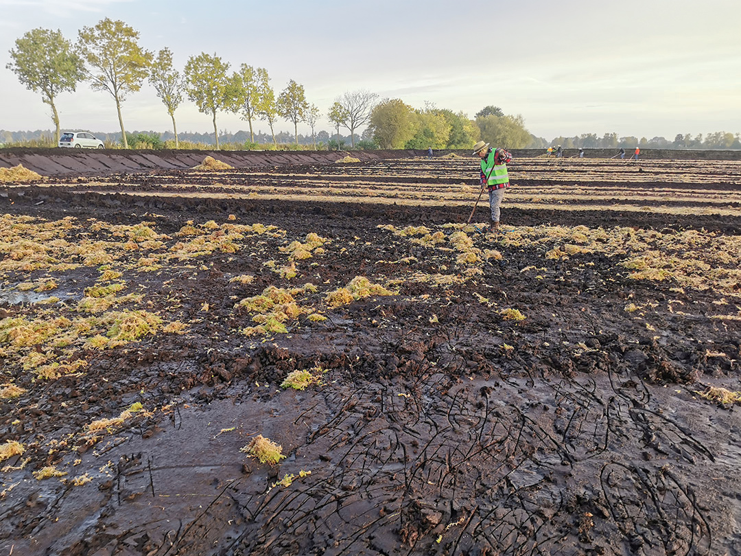Beimpfen in Hand und Maschinenarbeit