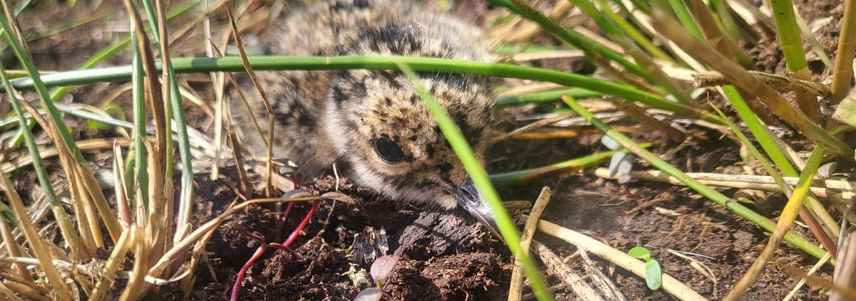 Block-Klimaprojekt-Torfmoos-Vogelwelt-Kiebitz-Küken