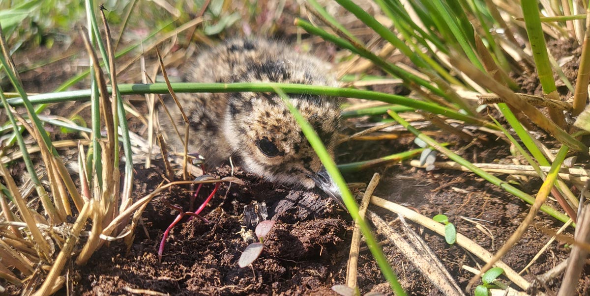 Block-Klimaprojekt-Torfmoos-Vogelwelt-Kiebitz-Küken
