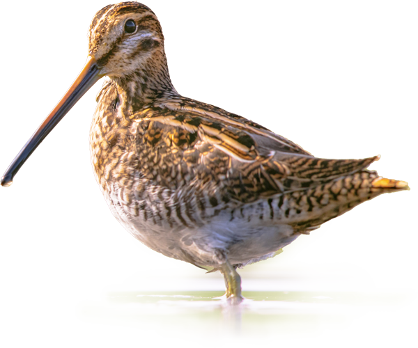 Block-Klimaprojekt-Torfmoos-Vogelwelt